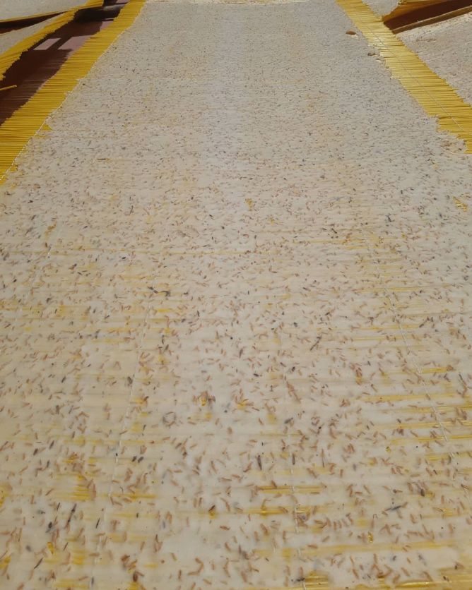 Kurutma tezgâhında serilmiş tarhana